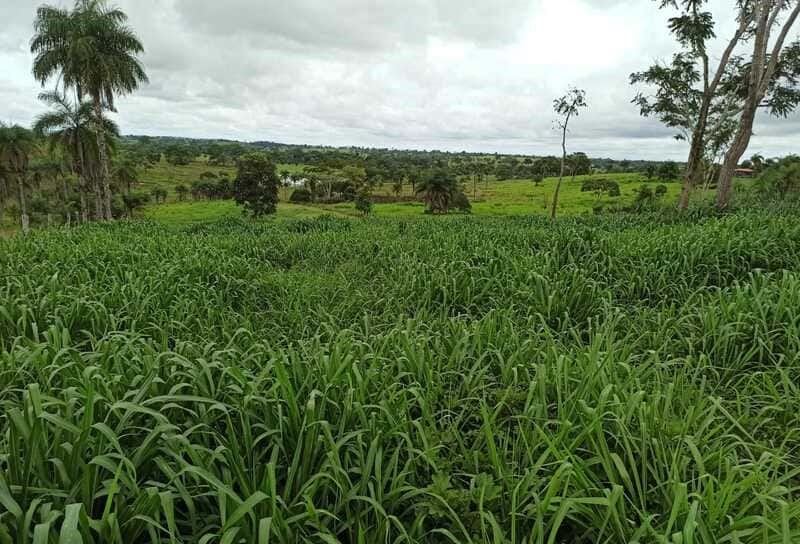 agrotech sementes produtividade